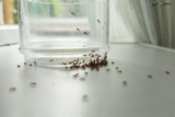 How to Get Rid of Ants in the Kitchen: A Comprehensive Guide for 2025